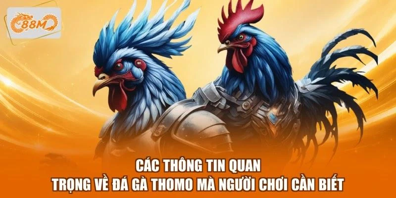 cac-thong-tin-quan-trong-ve-da-ga-thomo-ma-nguoi-choi-can-biet Các thông tin quan trọng về đá gà Thomo mà người chơi cần biết