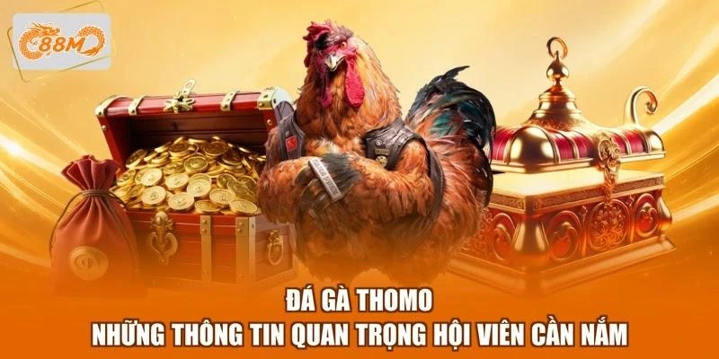 Đá Gà Thomo - Những Thông Tin Quan Trọng Hội Viên Cần Nắm 1 Đá Gà Thomo - Những Thông Tin Quan Trọng Hội Viên Cần Nắm