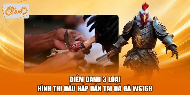 diem-danh-3-loai-hinh-thi-dau-hap-dan-tai-da-ga-ws168 Điểm danh 3 loại hình thi đấu hấp dẫn tại đá gà WS168