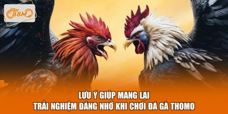 luu-y-giup-mang-lai-trai-nghiem-dang-nho-khi-choi-da-ga-thomo Lưu ý giúp mang lại trải nghiệm đáng nhớ khi chơi đá gà Thomo
